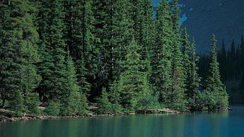 forest and boat on river