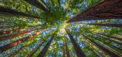 tall trees pointing up towards the sun