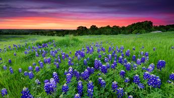 Texas bluebonnets