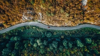 Road through the forest